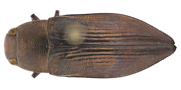 Melobasis andersoni, SAMA 25-50483, coll. Tepper in 1871, MU, photo by Peter Lang for SA Museum, 16.5 × 6.1 mm